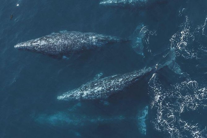4 Hour Whale Watching Tour From Monterey - What you’re really paying for: 3.5 hours of guided whale-spotting