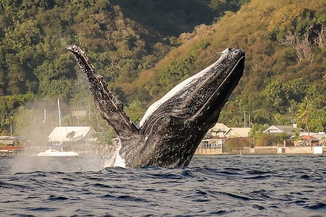 4 Hours of Humpback Whale Watching in Tahiti - Key highlights before you go