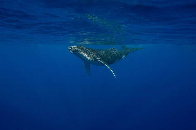 4 Hours of Humpback Whale Watching in Tahiti - 4 hours of humpback whale watching from Puna’auia