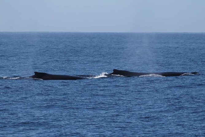 4 Hours of Humpback Whale Watching in Tahiti - Price and value: what you’re really paying for