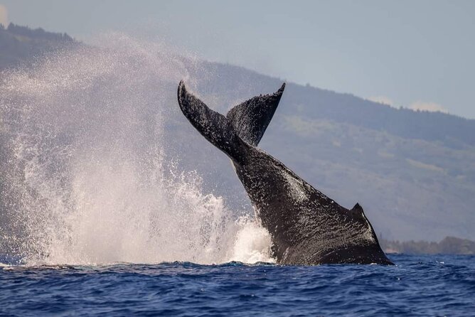 4 Hours of Humpback Whale Watching in Tahiti - Who should book this humpback whale tour?