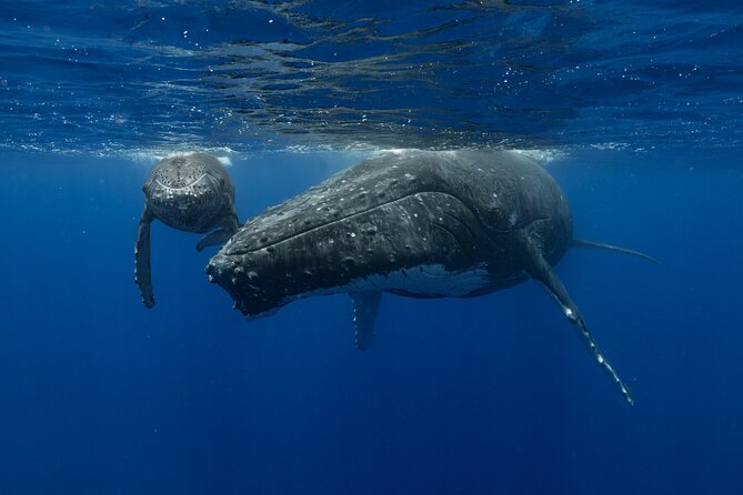 4 Hours of Humpback Whale Watching in Tahiti - The boat experience: scanning, searching, and listening with the hydrophone