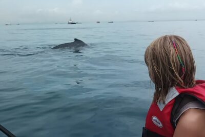 5 hours Whale Watching Experience from Panama City - Taboga Island Break: A Real Recovery Button