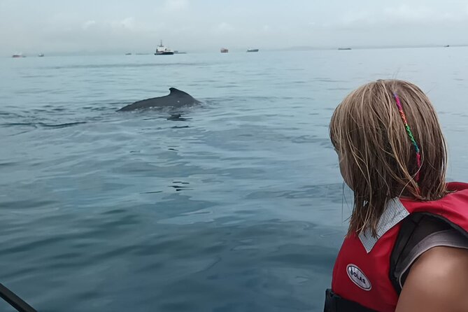 5 hours Whale Watching Experience from Panama City - Taboga Island Break: A Real Recovery Button