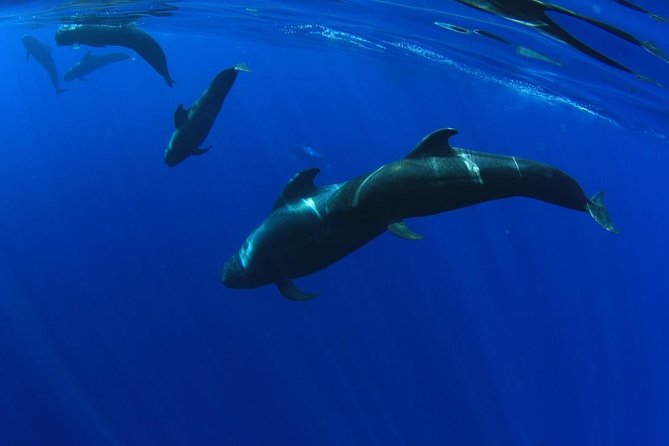 5 hr watching and listening whales and dolps. Visit Los Gigantes - Key Things I’d Prioritize on This Tour