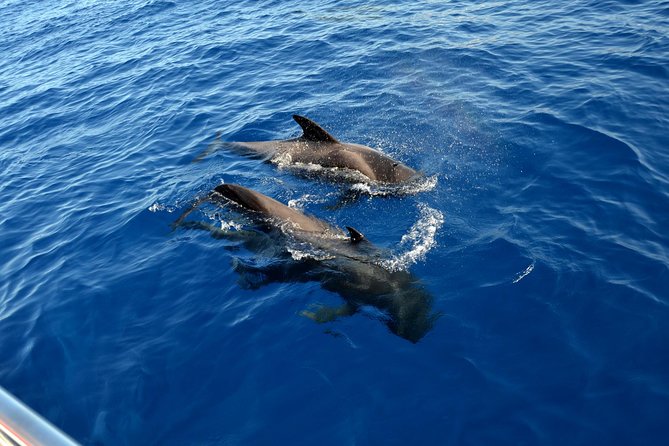 5 hr watching and listening whales and dolps. Visit Los Gigantes - Price and Value: What $71.38 Really Covers
