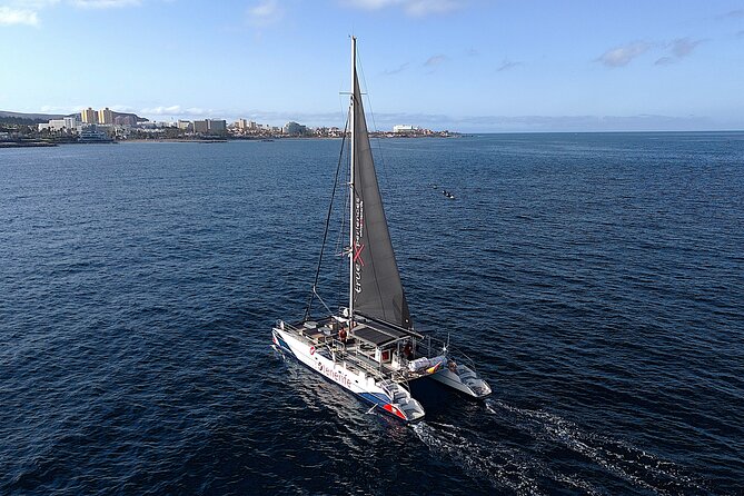 5 hr watching and listening whales and dolps. Visit Los Gigantes - Getting There: White Tenerife Meets You at Marina Puerto Colón