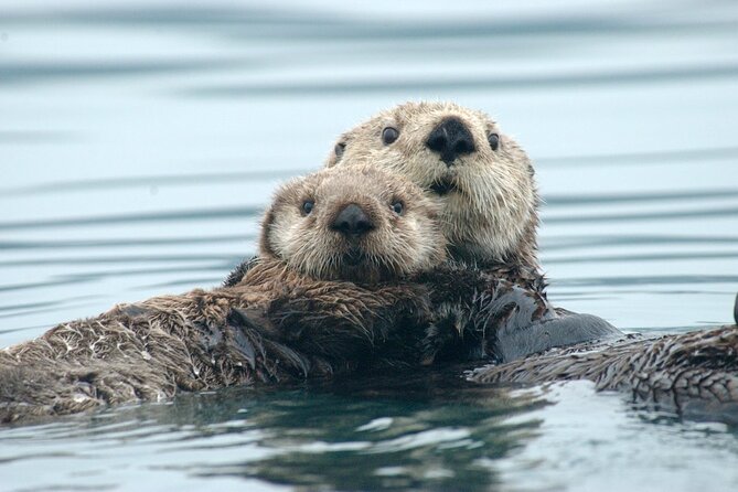 A Comfortable Sitka Whale Watching Wildlife Shore Excursion - Key highlights at a glance