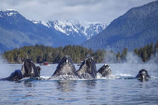 A Comfortable Sitka Whale Watching Wildlife Shore Excursion - Sitka Sound in a small boat: what makes it different