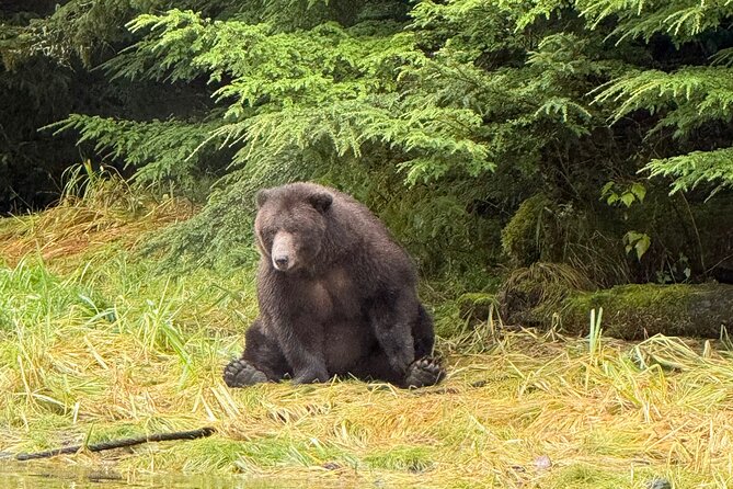 A Comfortable Sitka Whale Watching Wildlife Shore Excursion - Wildlife sightings: what you can expect, and what changes the plan
