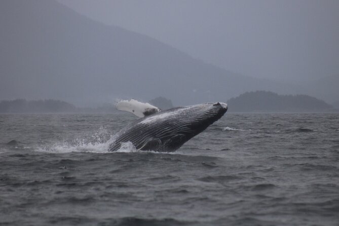 A Comfortable Sitka Whale Watching Wildlife Shore Excursion - Comfort on board: heat, snacks, and a spotless ride