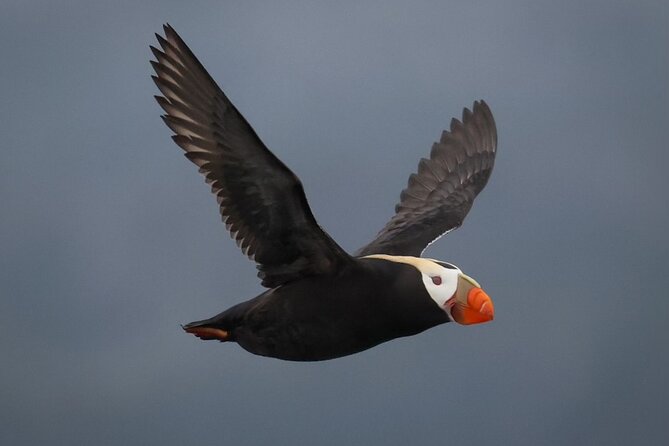 A Comfortable Sitka Whale Watching Wildlife Shore Excursion - Price and value for a $225 wildlife cruise