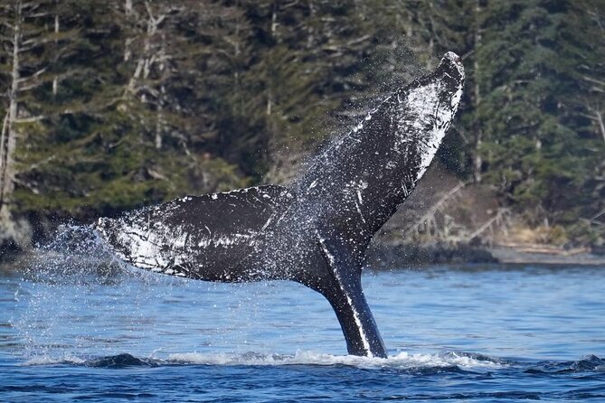A Comfortable Sitka Whale Watching Wildlife Shore Excursion - Who this Sitka whale watching trip is best for