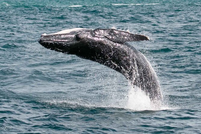 AAA NOOSA Whale watching experience in Noosa Whalesongsnoosa - Key highlights to expect on this Noosa trip