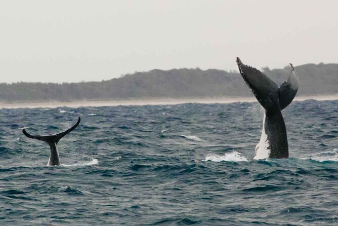 AAA NOOSA Whale watching experience in Noosa Whalesongsnoosa - The hydrophone experience: hearing whale and dolphin communication