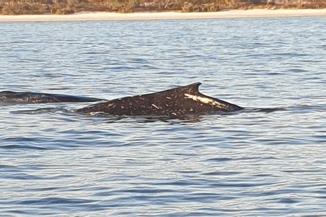 AAA NOOSA Whale watching experience in Noosa Whalesongsnoosa - Meet Albie and Peppie: what the guides add to the science