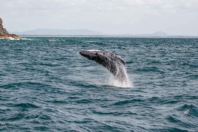 AAA NOOSA Whale watching experience in Noosa Whalesongsnoosa - What sightings can look like on a good day