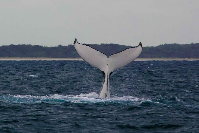 AAA NOOSA Whale watching experience in Noosa Whalesongsnoosa - Price and value: what $82.48 buys you in real terms