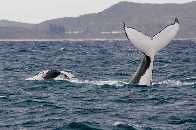 AAA NOOSA Whale watching experience in Noosa Whalesongsnoosa - Weather, motion, and comfort on a small boat