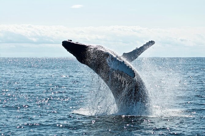 AAA NOOSA Whale watching experience in Noosa Whalesongsnoosa - How the Noosa Heads and Sunshine Beach stops work (and why two areas help)