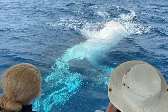 Adventure Whale Watching Tour Mooloolaba - Key highlights I think you’ll care about