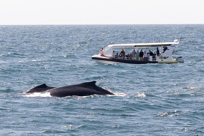 Adventure Whale Watching Tour Mooloolaba - Route Along the Coast: Mooloolaba Beach, Point Cartwright, and the Big View Factor