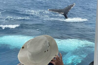 Adventure Whale Watching Tour Mooloolaba - Alexandra Headland and Old Woman (Mudjimba) Island: Local Flavor Beyond the Whales