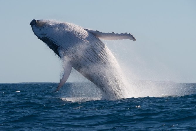Adventure Whale Watching Tour Mooloolaba - Price and Value: Is $71.01 Worth It?