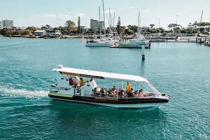 Adventure Whale Watching Tour Mooloolaba - Should You Book Adventure Whale Watching Tour Mooloolaba?