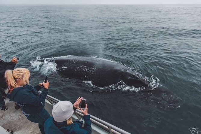Afternoon Whale Watch - Key highlights to know before you go