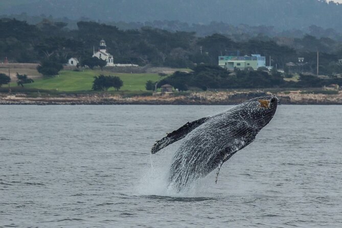 Afternoon Whale Watch - Why Monterey Bay Is Built for Whale Watching (Without a Full-Day Commitment)