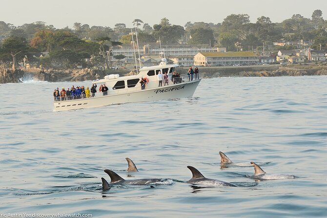 Afternoon Whale Watch - Listening Like a Naturalist: What the Marine Biologist Adds
