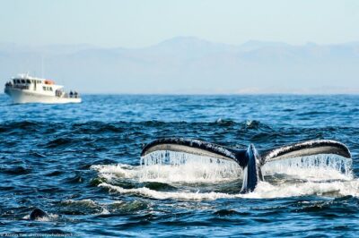 Afternoon Whale Watch - The Small-Boat Difference: Deck Space, Restrooms, and Family Comfort