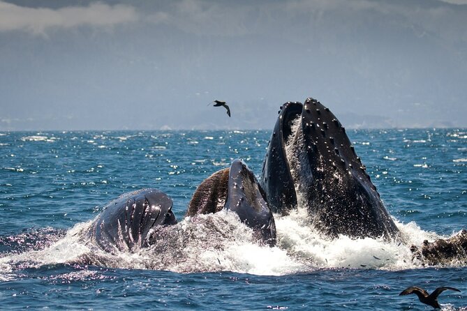 Afternoon Whale Watch - Weather, Waves, and the Seasickness Question You Should Not Ignore