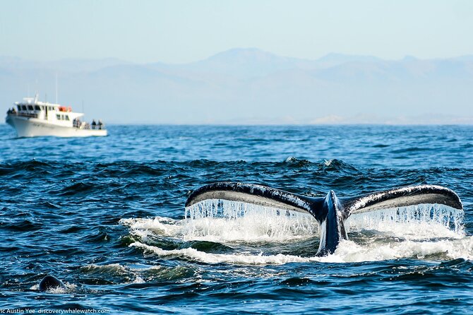 Afternoon Whale Watch - The Small-Boat Difference: Deck Space, Restrooms, and Family Comfort