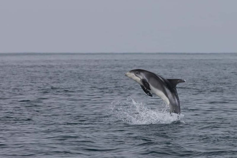 Akureyri: Whale Watching Shore Excursions - Entering the Scene: Meeting in Akureyri and Getting Tour-Ready