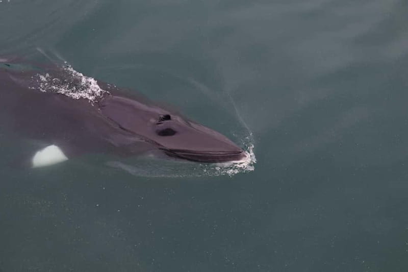 Akureyri: Whale Watching Shore Excursions - The Whale-Spotting Game Plan on Eyjafjörður