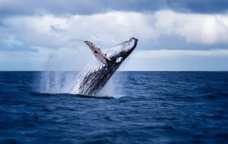 Akureyri: Whale Watching Shore Excursions - Onboard Comfort That Makes Cold Weather Work for You