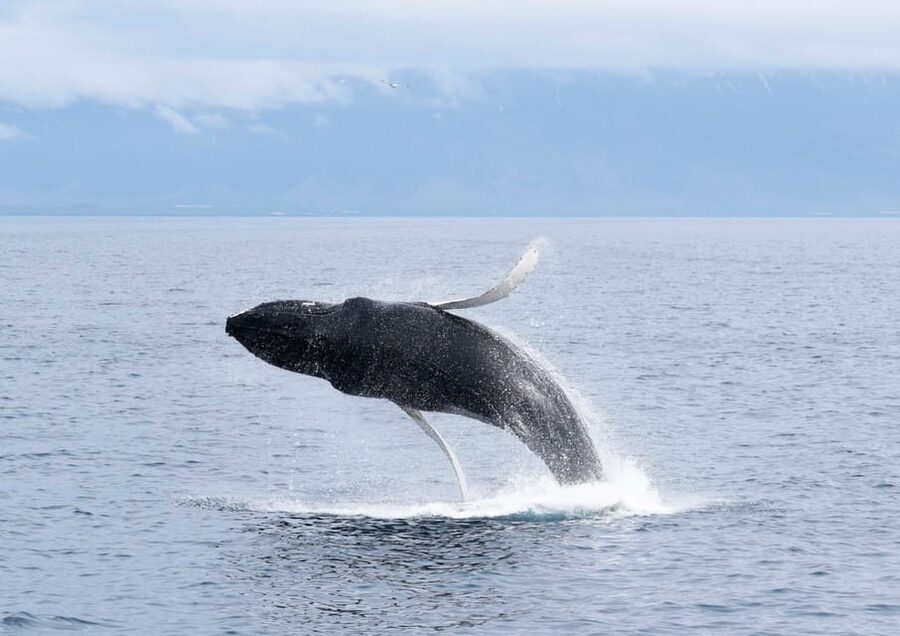 Akureyri: Whale Watching Tour & Forest Lagoon Entrance - Whale Watching in Akureyri: Eyjafjörður boat time that actually feels guided