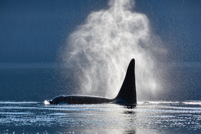 Alaska Whale Watching Cruise w/ 3 HOURS on the water - Getting From Juneau Dock to Auke Bay (The Easy Part)