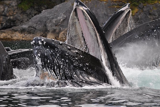 Alaska Whale Watching Cruise w/ 3 HOURS on the water - Inside the Harv and Marvs Vessel: Room to Move and Warmth On Deck