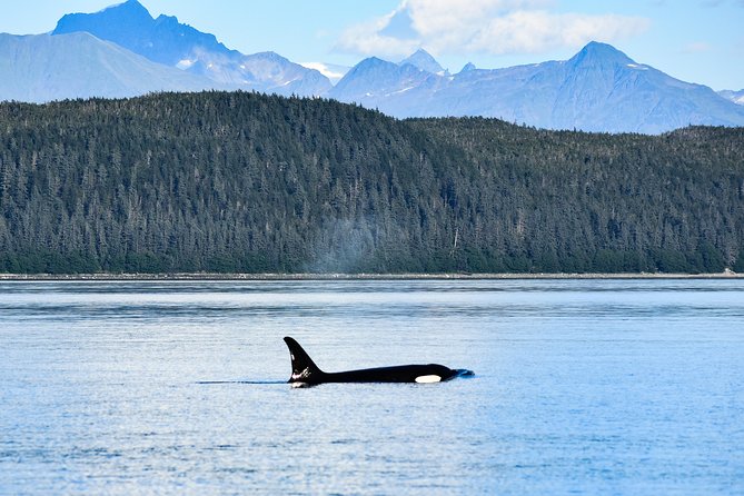Alaska Whale Watching Cruise w/ 3 HOURS on the water - Mendenhall Glacier Stops and Brotherhood Bridge Views (Weather Is the Boss)