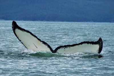 Alaska Whale Watching Cruise w/ 3 HOURS on the water - Live Narration and Wildlife Spotting: What You’ll Actually Look For