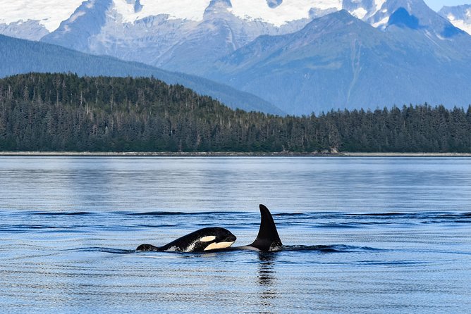 Alaska Whale Watching Cruise w/ 3 HOURS on the water - The $159 Question: Is This Worth the Money?
