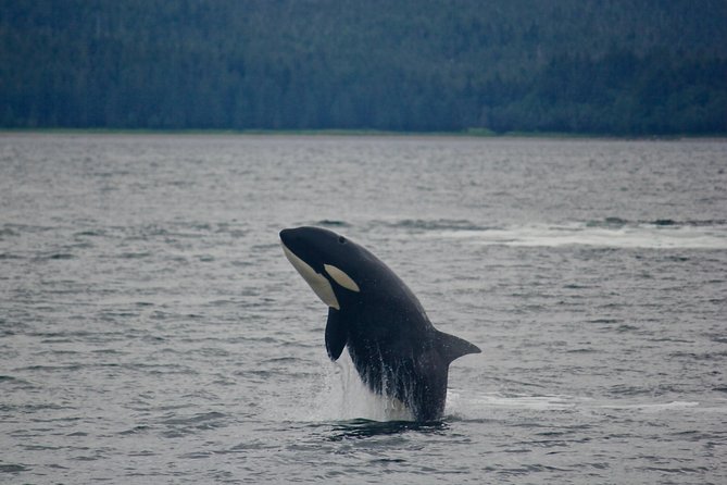 Alaska Whale Watching Cruise w/ 3 HOURS on the water - Who Should Book This Whale Cruise (And Who Might Want Another Option)
