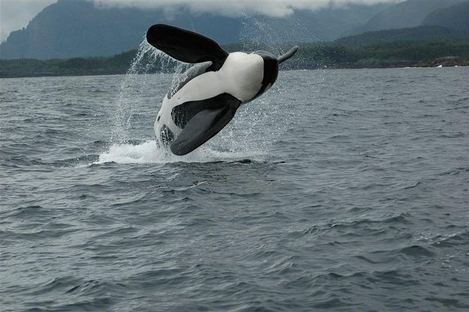 Alaska Whale Watching Cruise w/ 3 HOURS on the water - What to Pack and How to Stay Comfortable