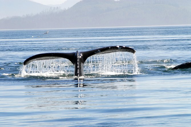 Alaska Whale Watching Cruise w/ 3 HOURS on the water - Should You Book This Tour?