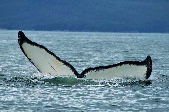 Alaska Whale Watching Cruise w/ 3 HOURS on the water - Live Narration and Wildlife Spotting: What You’ll Actually Look For