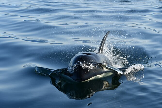 Alaska Whale Watching with bonus Drone viewing of Whales - Key things that make this tour worth your attention