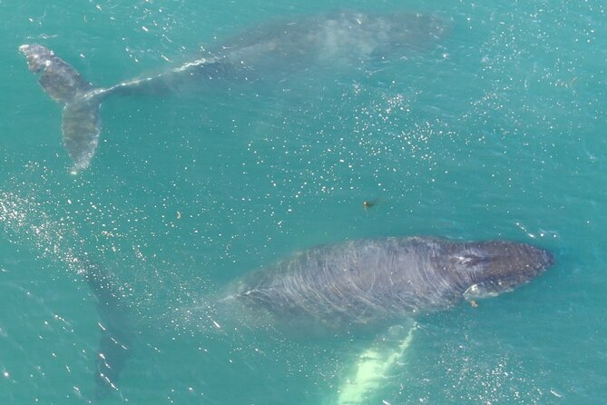 Alaska Whale Watching with bonus Drone viewing of Whales - Hoonah and Icy Strait: why this port is built for whale watching
